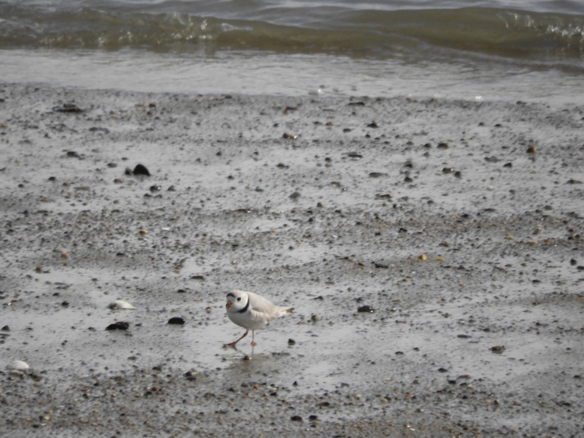 Piping Plover - ML617288514