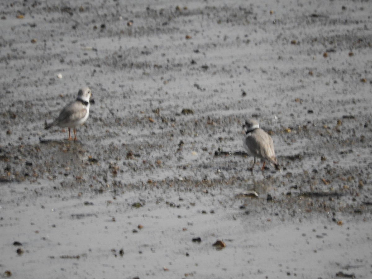 Piping Plover - ML617288517
