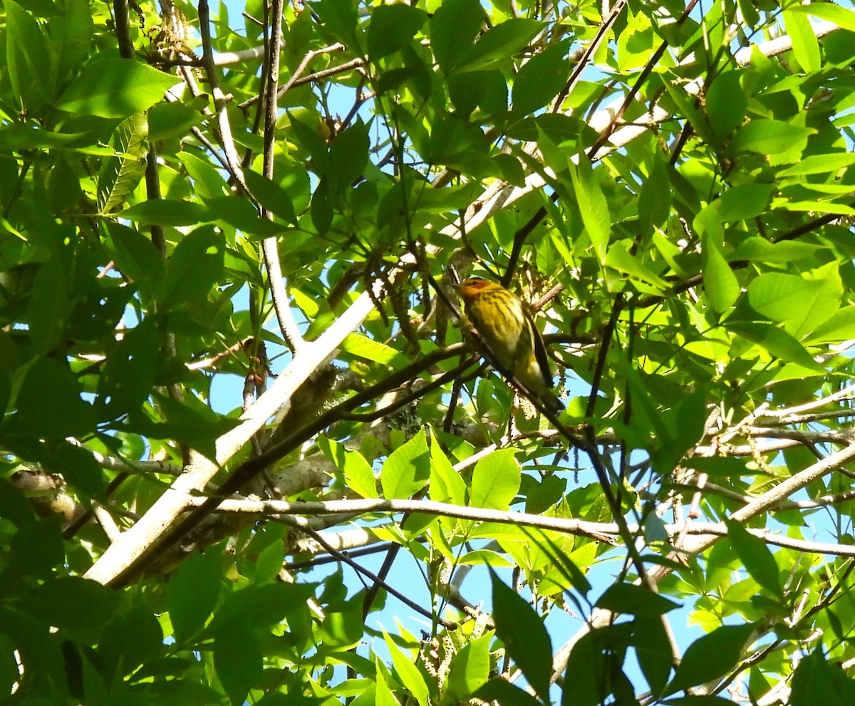 Cape May Warbler - ML617288535