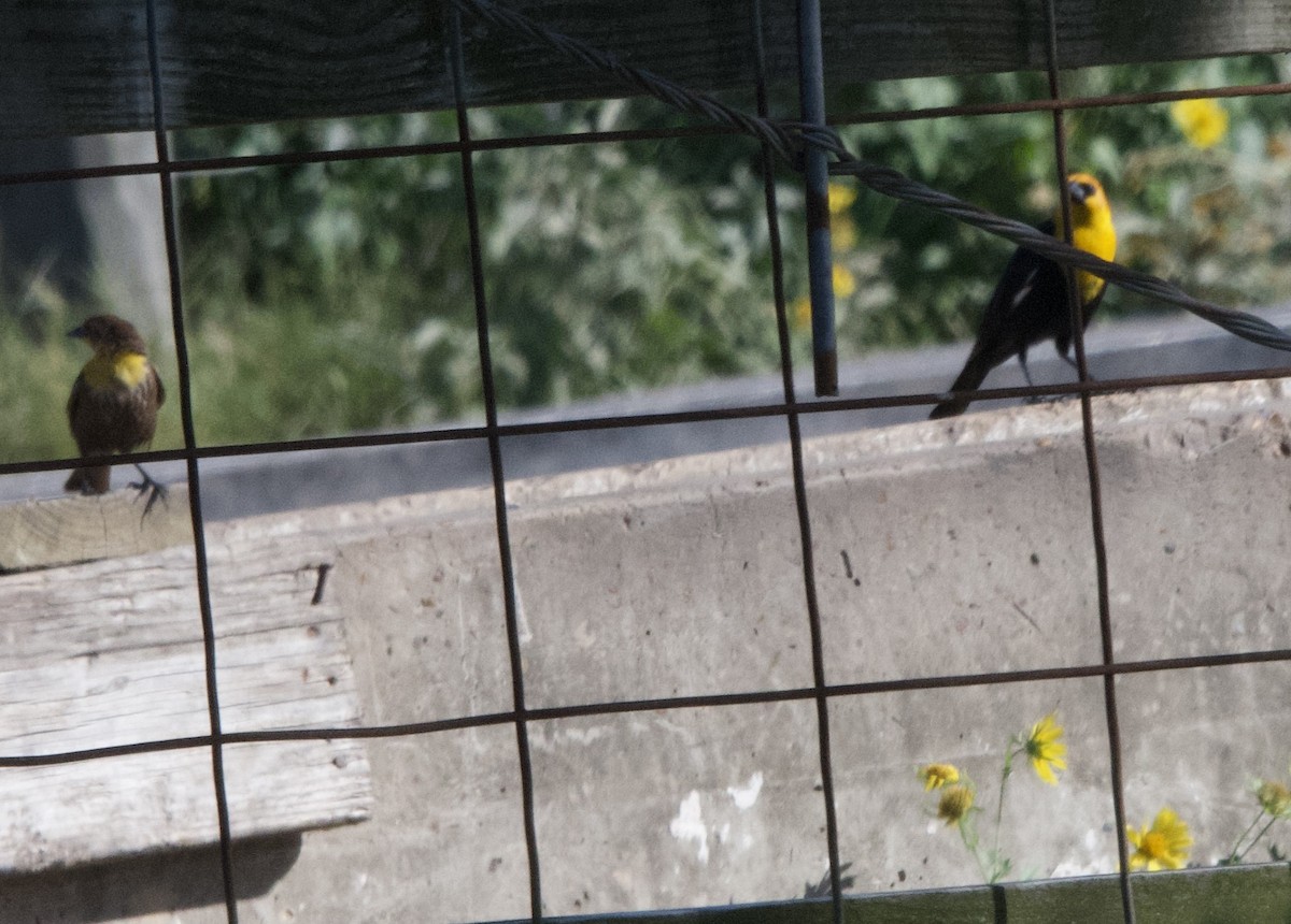 Yellow-headed Blackbird - ML617288537