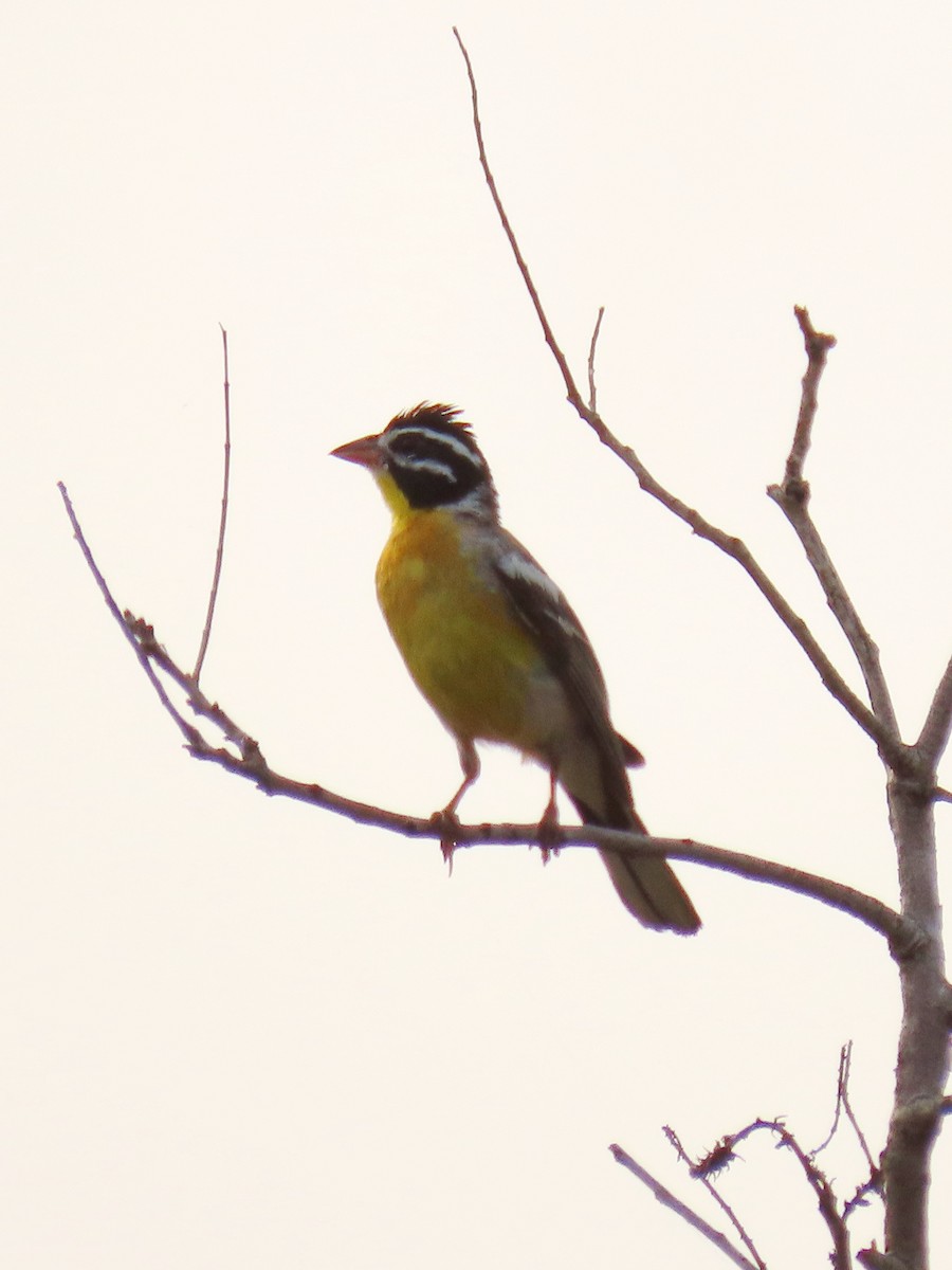 Golden-breasted Bunting - ML617288617
