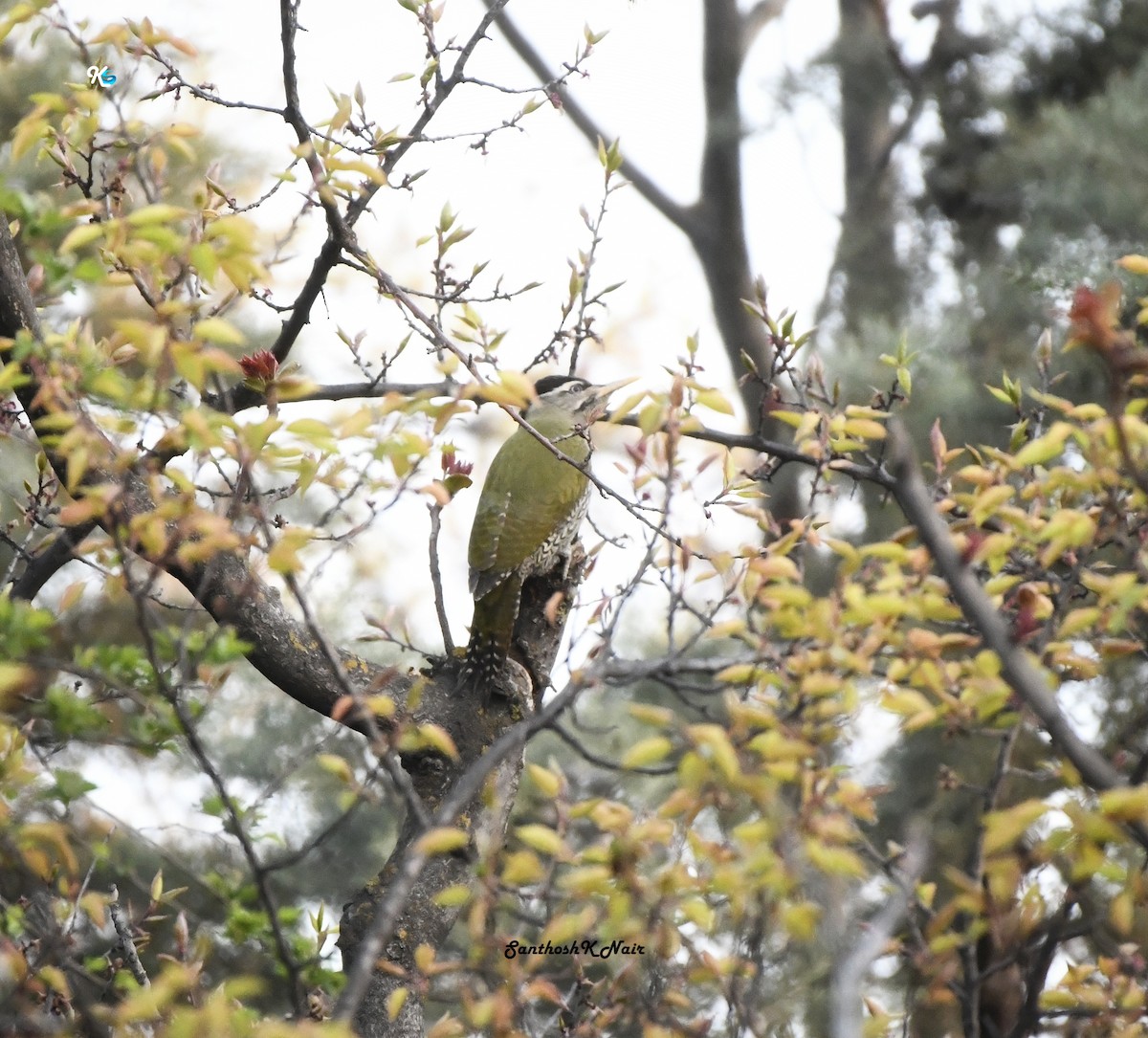 Scaly-bellied Woodpecker - ML617288622