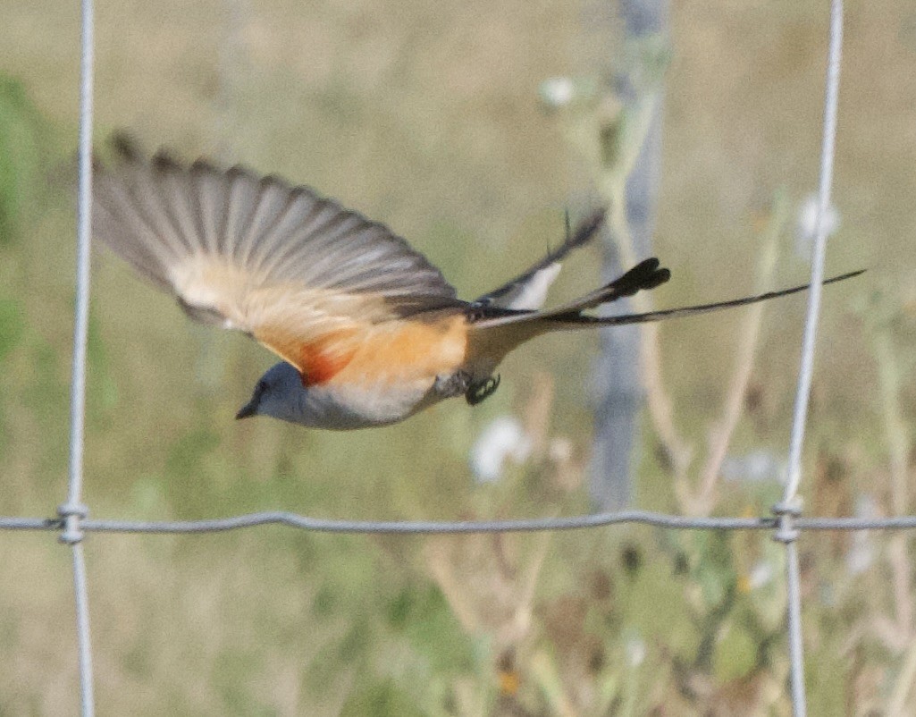 Scissor-tailed Flycatcher - don mcgregor