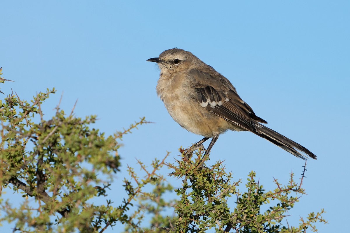 Patagonian Mockingbird - Thane Dinsdale