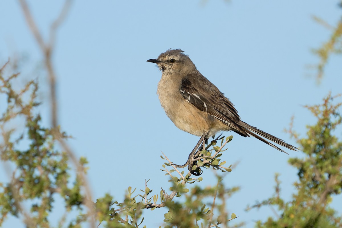 Patagonian Mockingbird - ML617288765