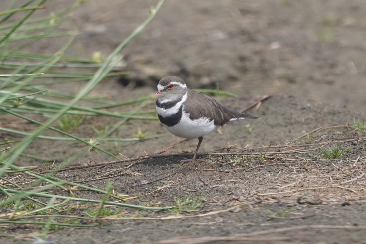 Three-banded Plover - ML617288777