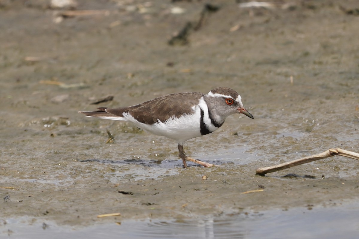 Three-banded Plover - ML617288778