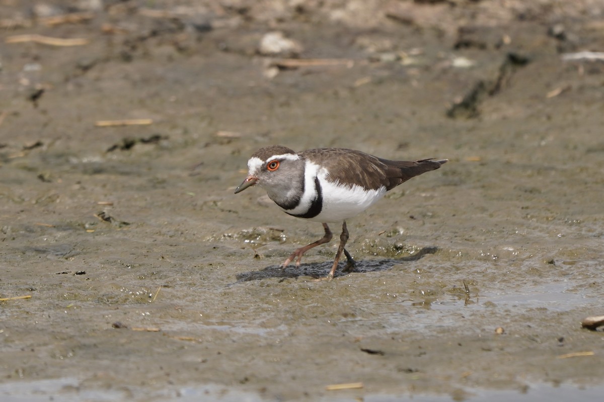Three-banded Plover - ML617288779