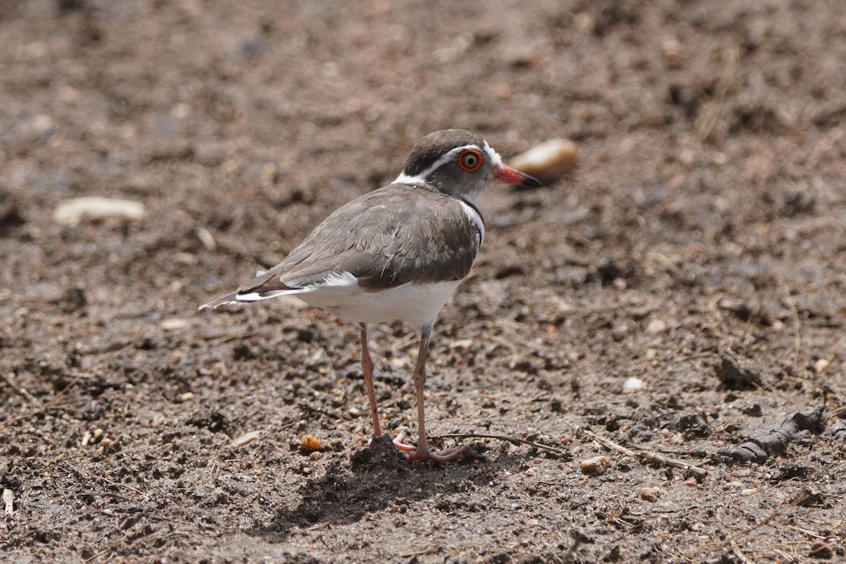 Three-banded Plover - ML617288780