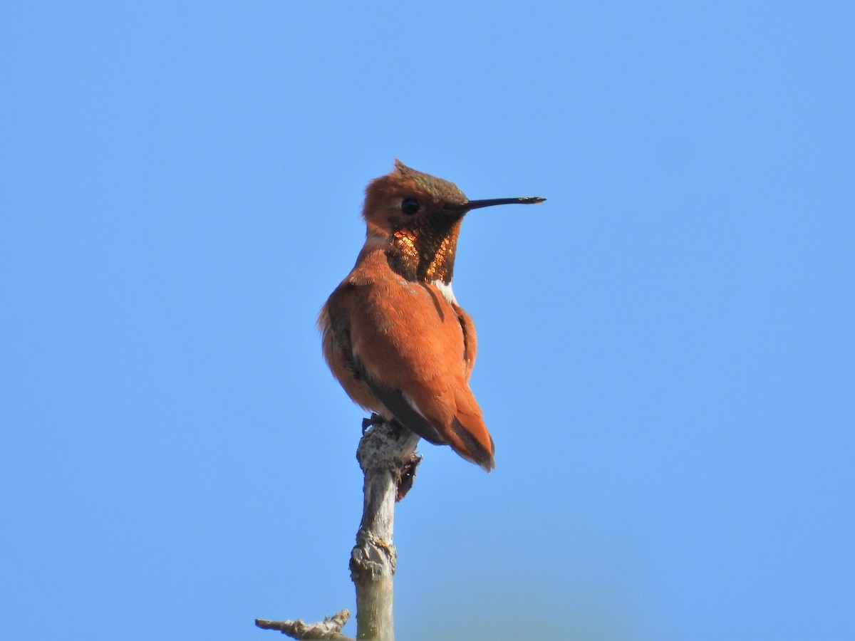 Rufous Hummingbird - ML617288821
