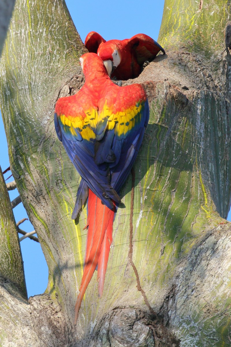 Scarlet Macaw - ML617288906