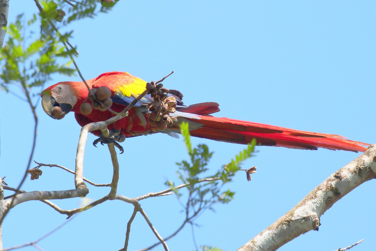Scarlet Macaw - ML617288911