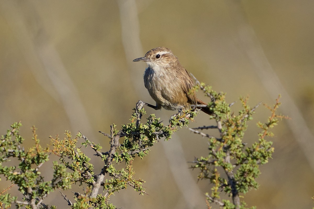 Band-tailed Earthcreeper - Thane Dinsdale