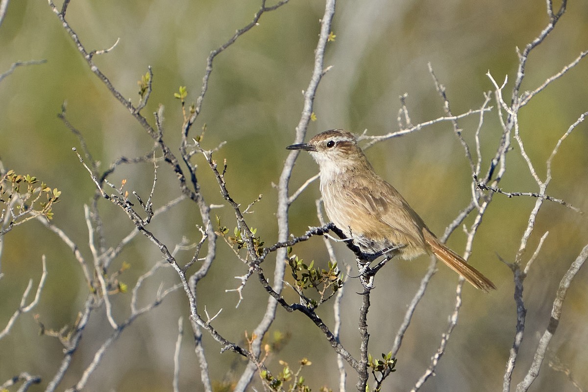 Band-tailed Earthcreeper - Thane Dinsdale