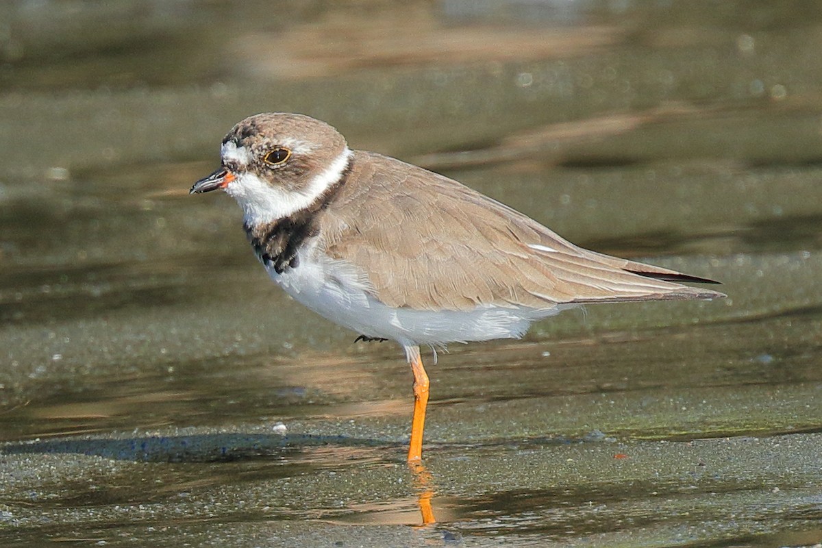 Semipalmated Plover - ML617288982