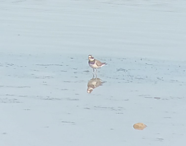 Common Ringed Plover - Jason Caddy