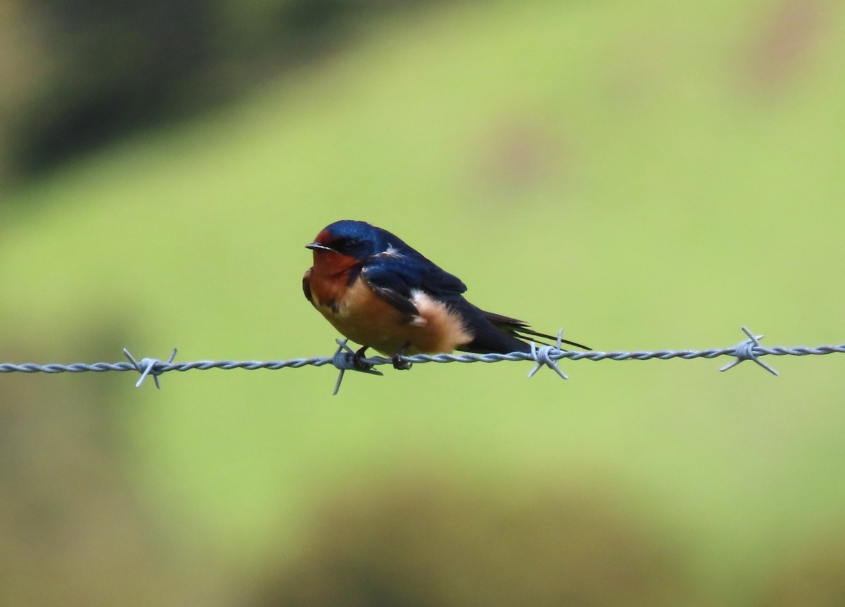 Barn Swallow (American) - ML617289036