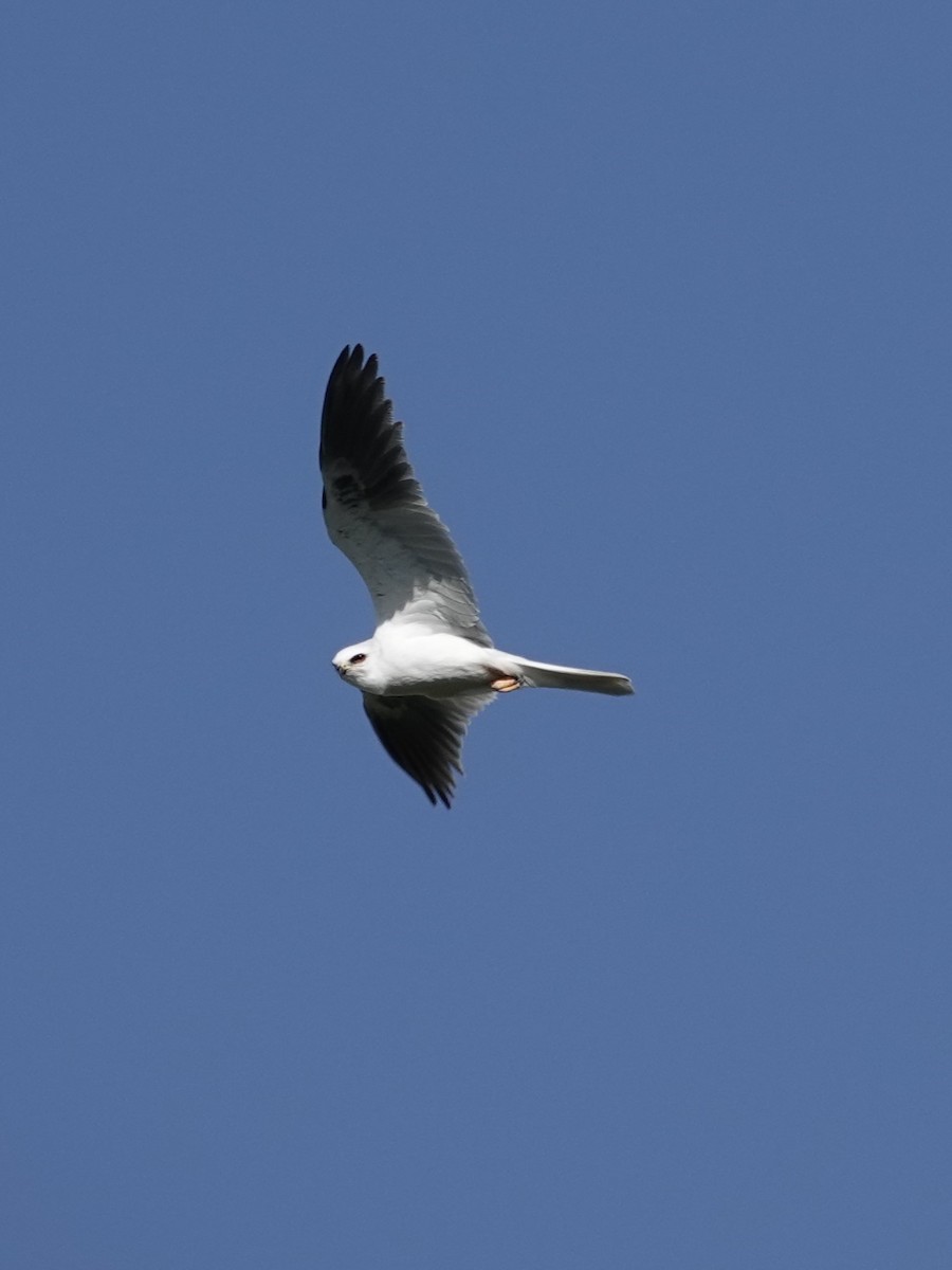 White-tailed Kite - ML617289054