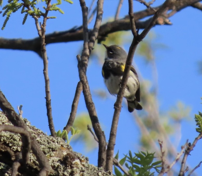 Yellow-rumped Warbler (Myrtle) - ML617289387