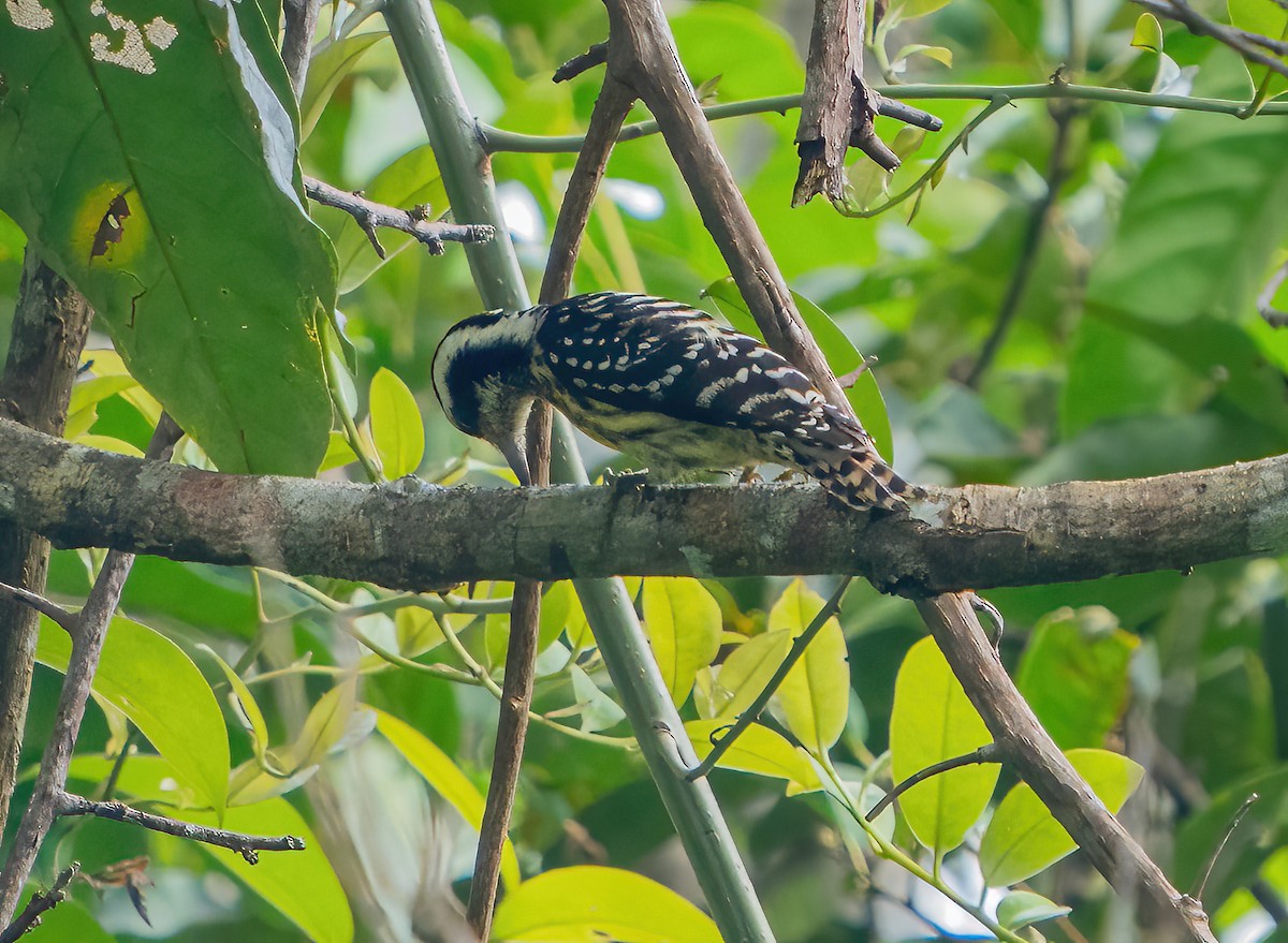 Philippine Pygmy Woodpecker - ML617289391