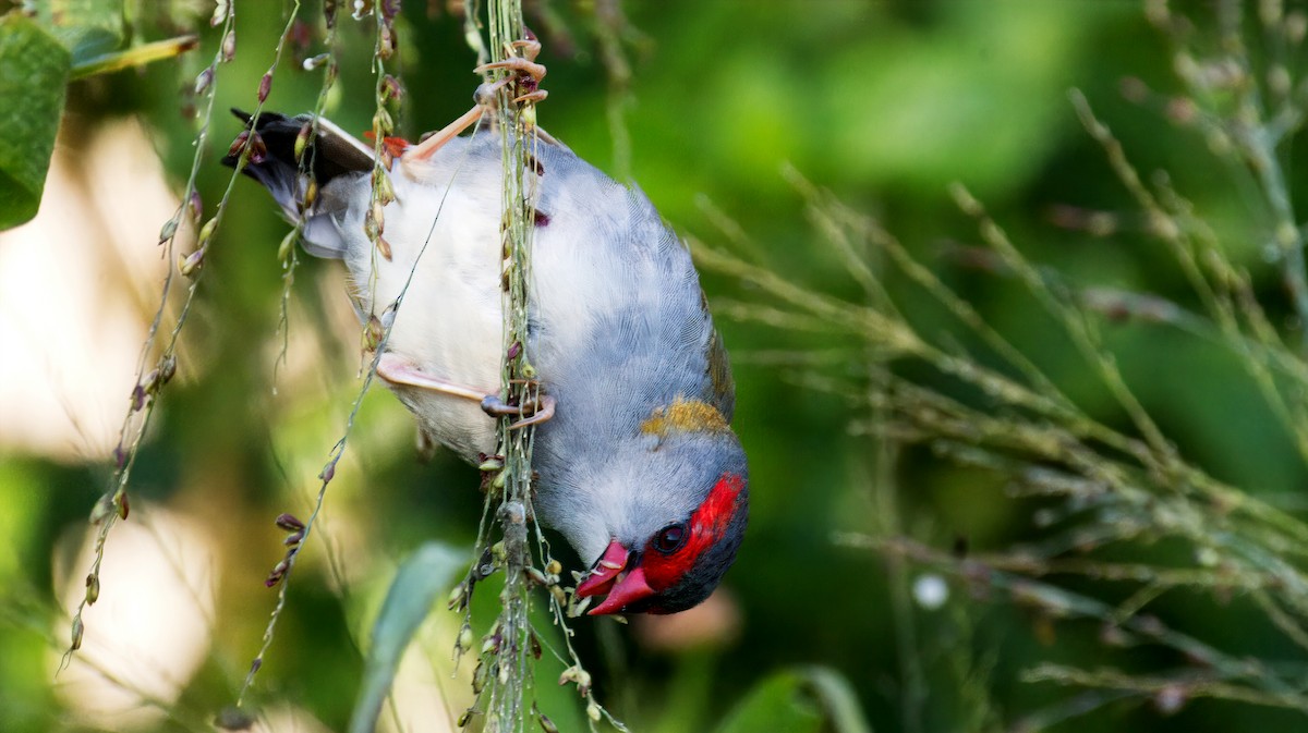 Red-browed Firetail - ML617289406