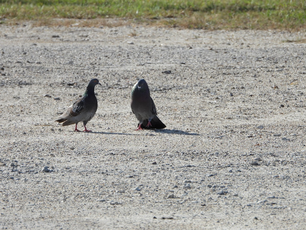 Rock Pigeon (Feral Pigeon) - ML617289480