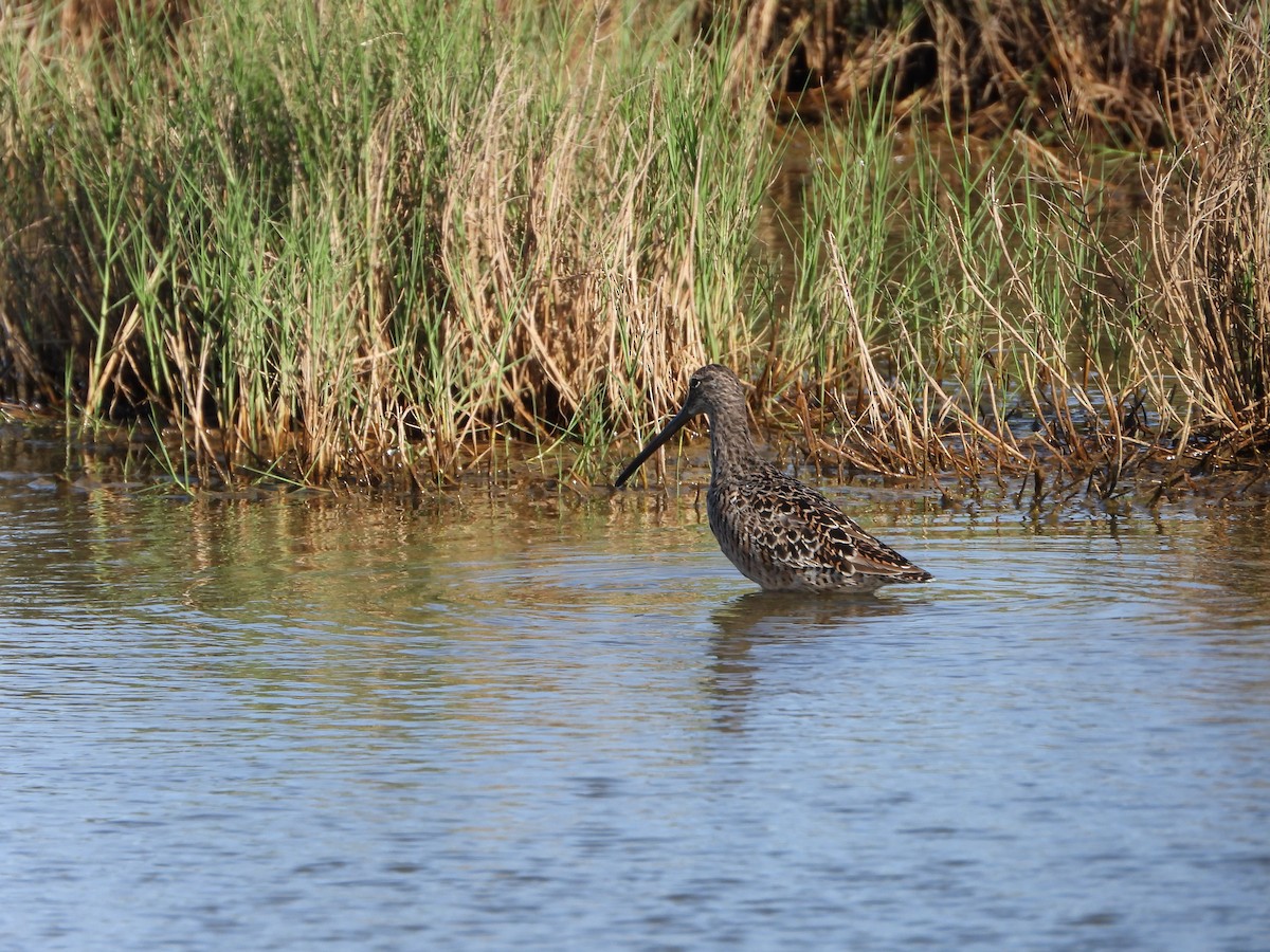 Long-billed Dowitcher - ML617289539