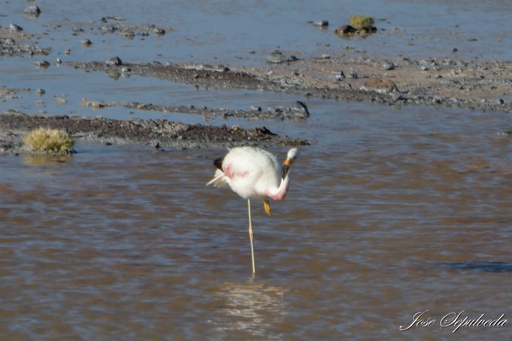 Andean Flamingo - ML617289806