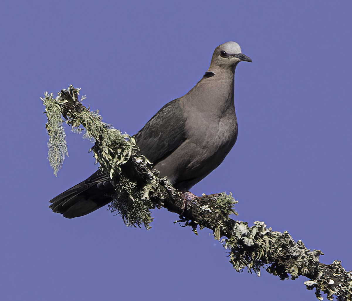 Ring-necked Dove - ML617289900
