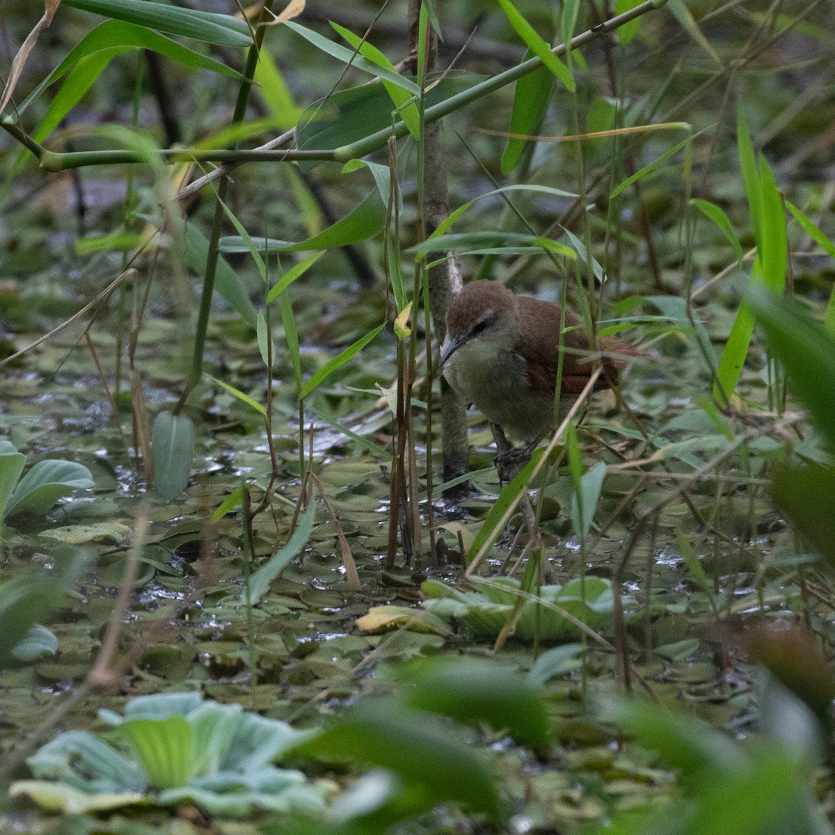 Yellow-chinned Spinetail - ML617289979