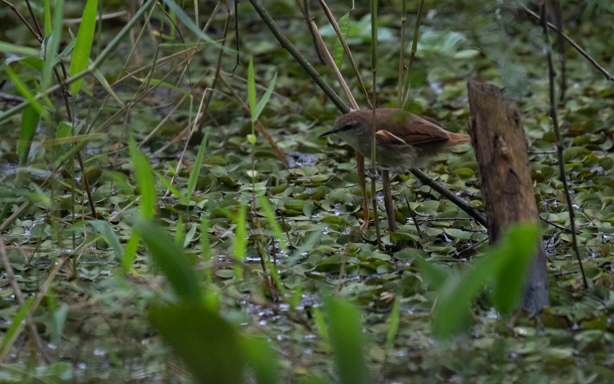Yellow-chinned Spinetail - ML617289986