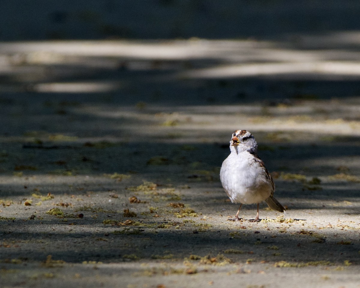 White-crowned Sparrow - Julie Doerr