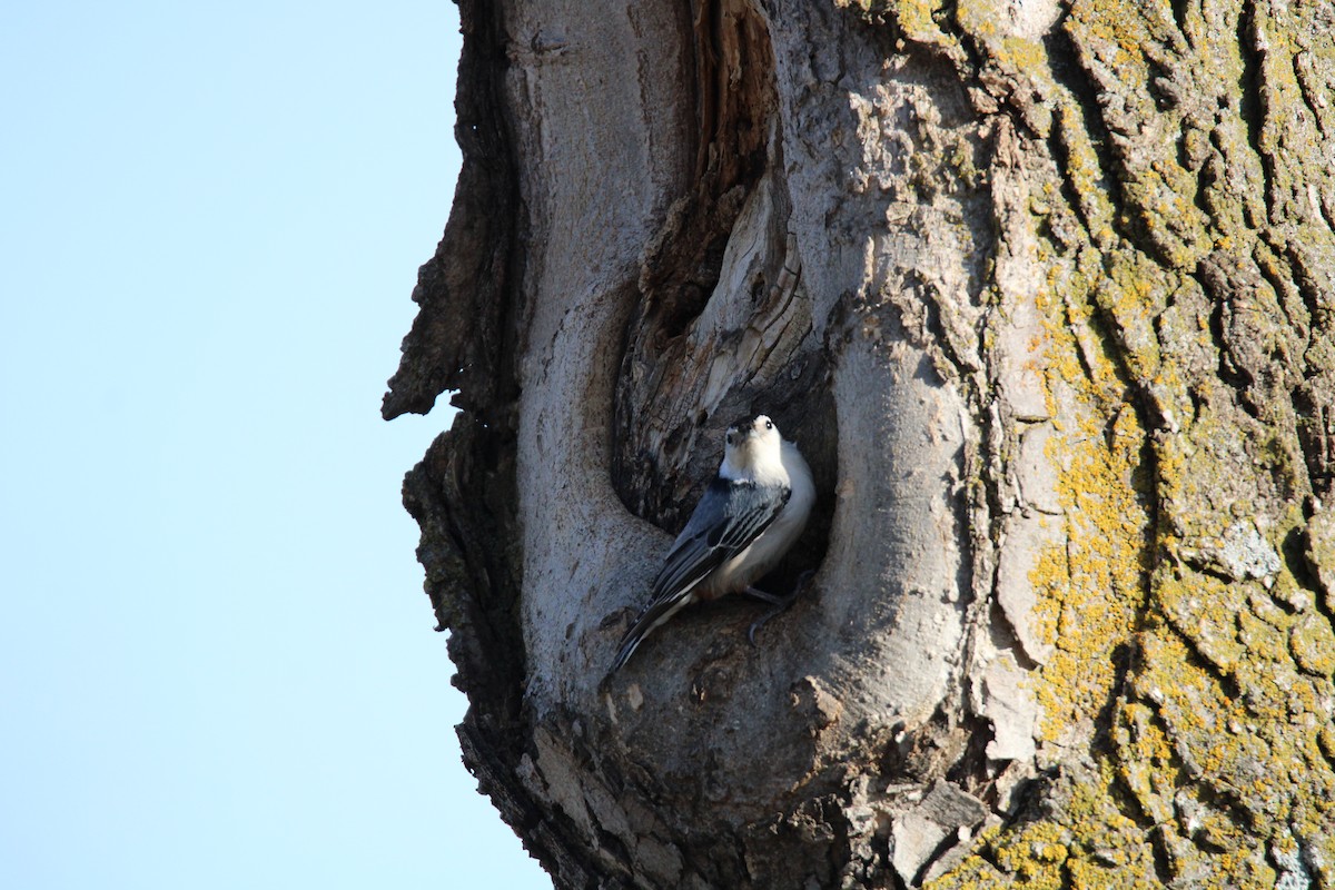 White-breasted Nuthatch - ML617290096