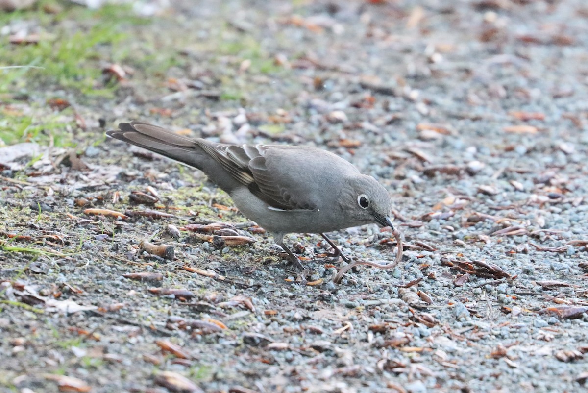 Townsend's Solitaire - ML617290269