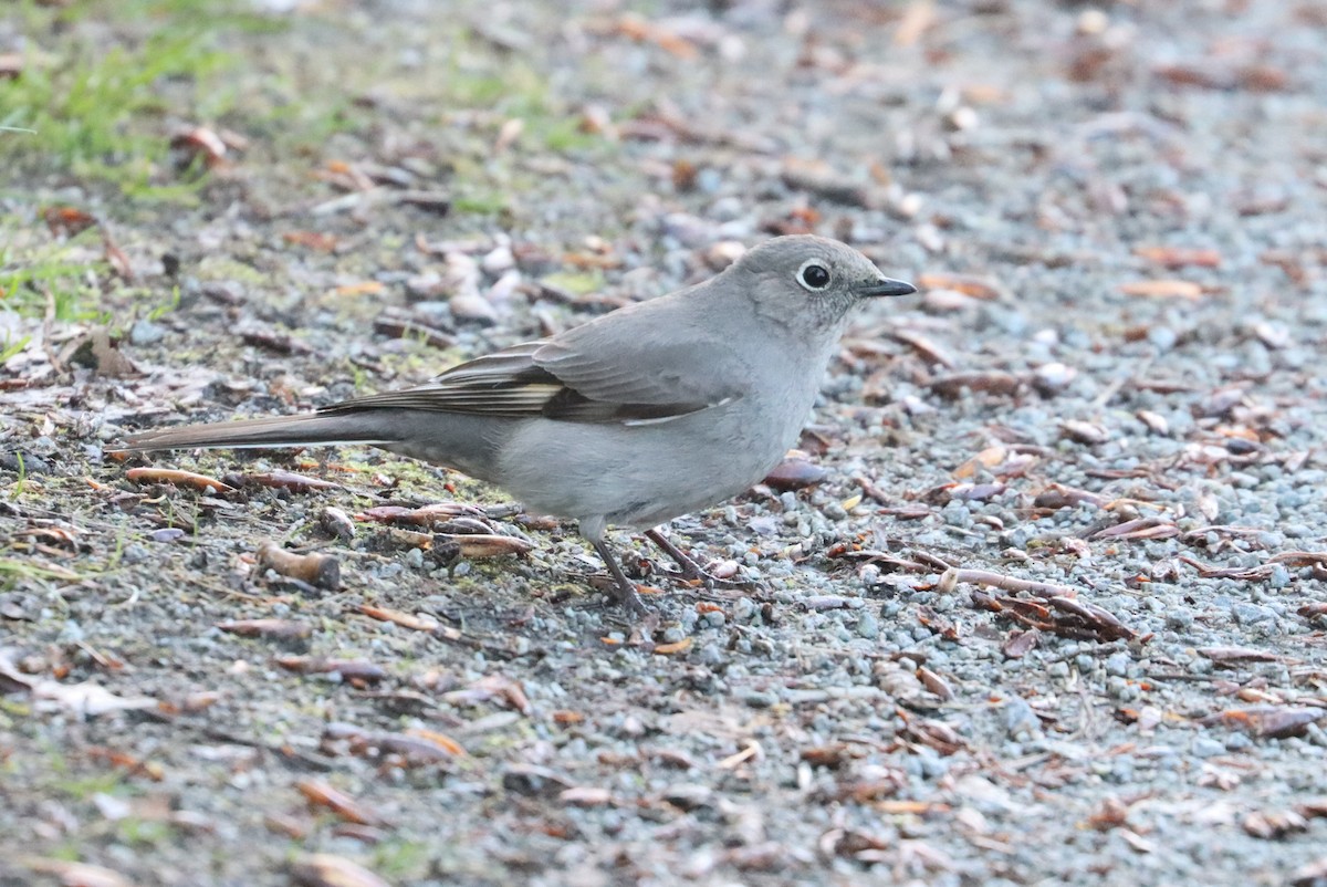 Townsend's Solitaire - Mike Farnworth