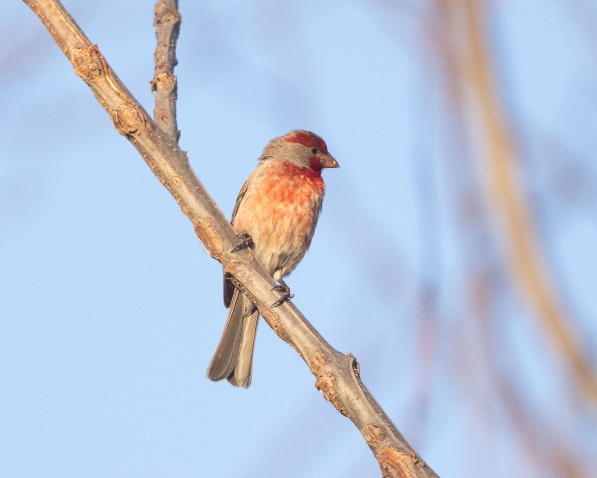 House Finch (Common) - ML617290293