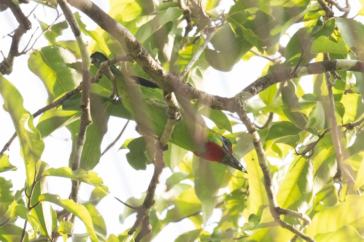 Red-throated Barbet - ML617290303