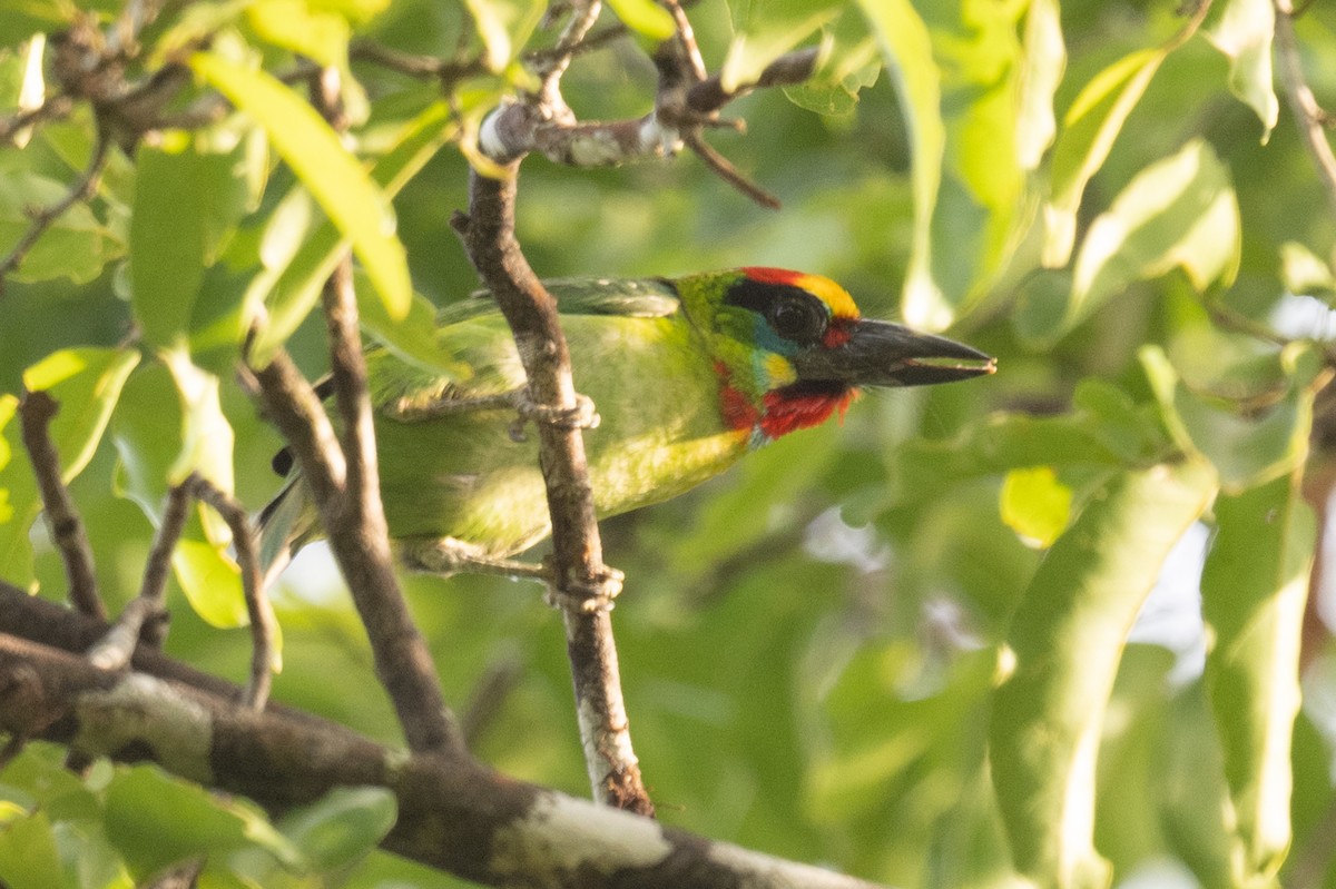 Red-throated Barbet - ML617290312