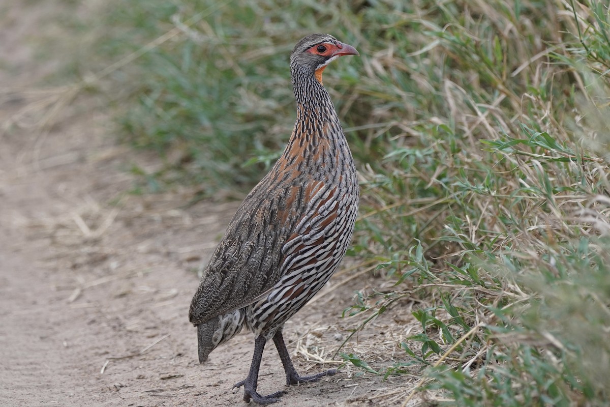Gray-breasted Spurfowl - ML617290318