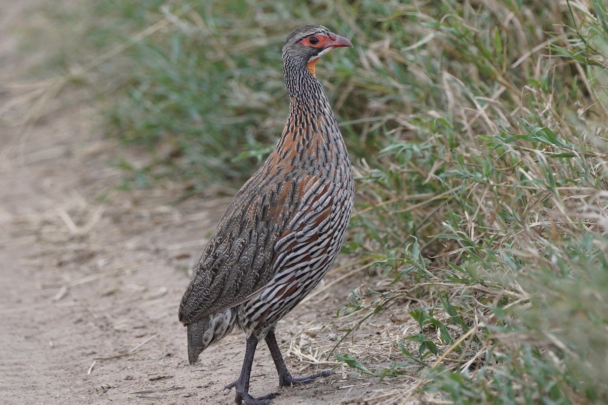 Gray-breasted Spurfowl - ML617290319