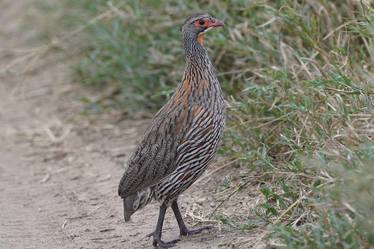 Gray-breasted Spurfowl - ML617290320