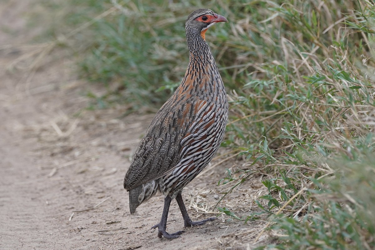 Gray-breasted Spurfowl - ML617290321