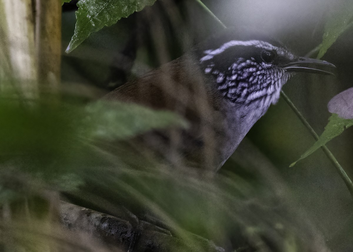 Gray-breasted Wood-Wren - Luc Tremblay