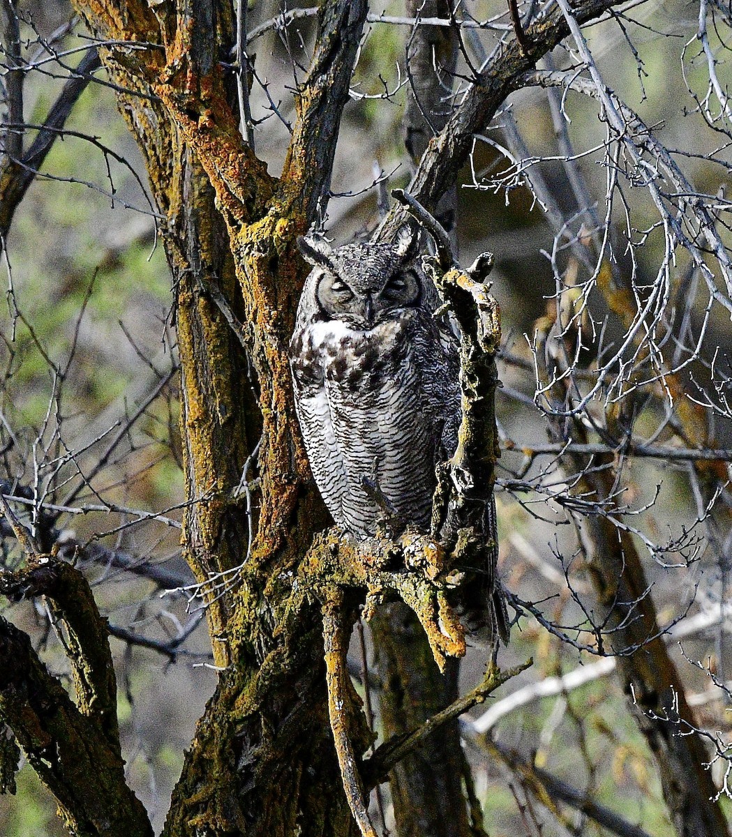 Great Horned Owl - ML617290488