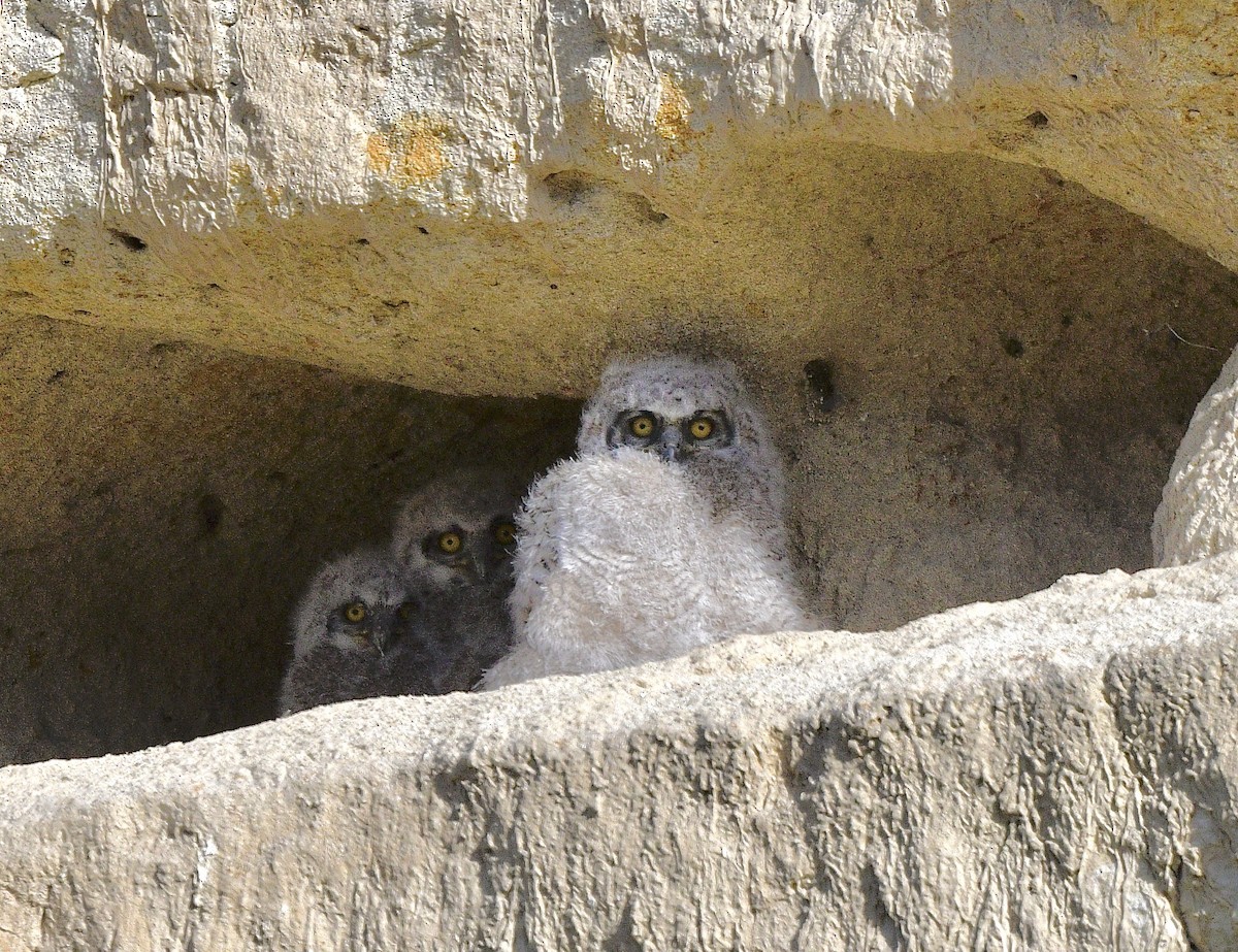 Great Horned Owl - ML617290489