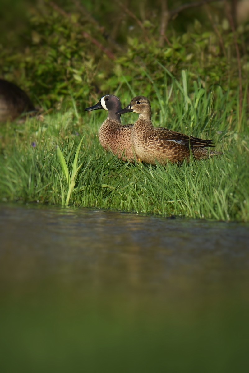 Blue-winged Teal - ML617290513