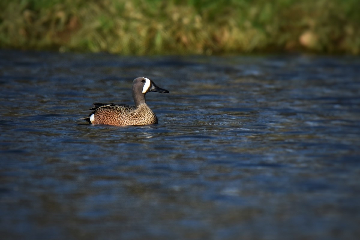 Blue-winged Teal - ML617290514