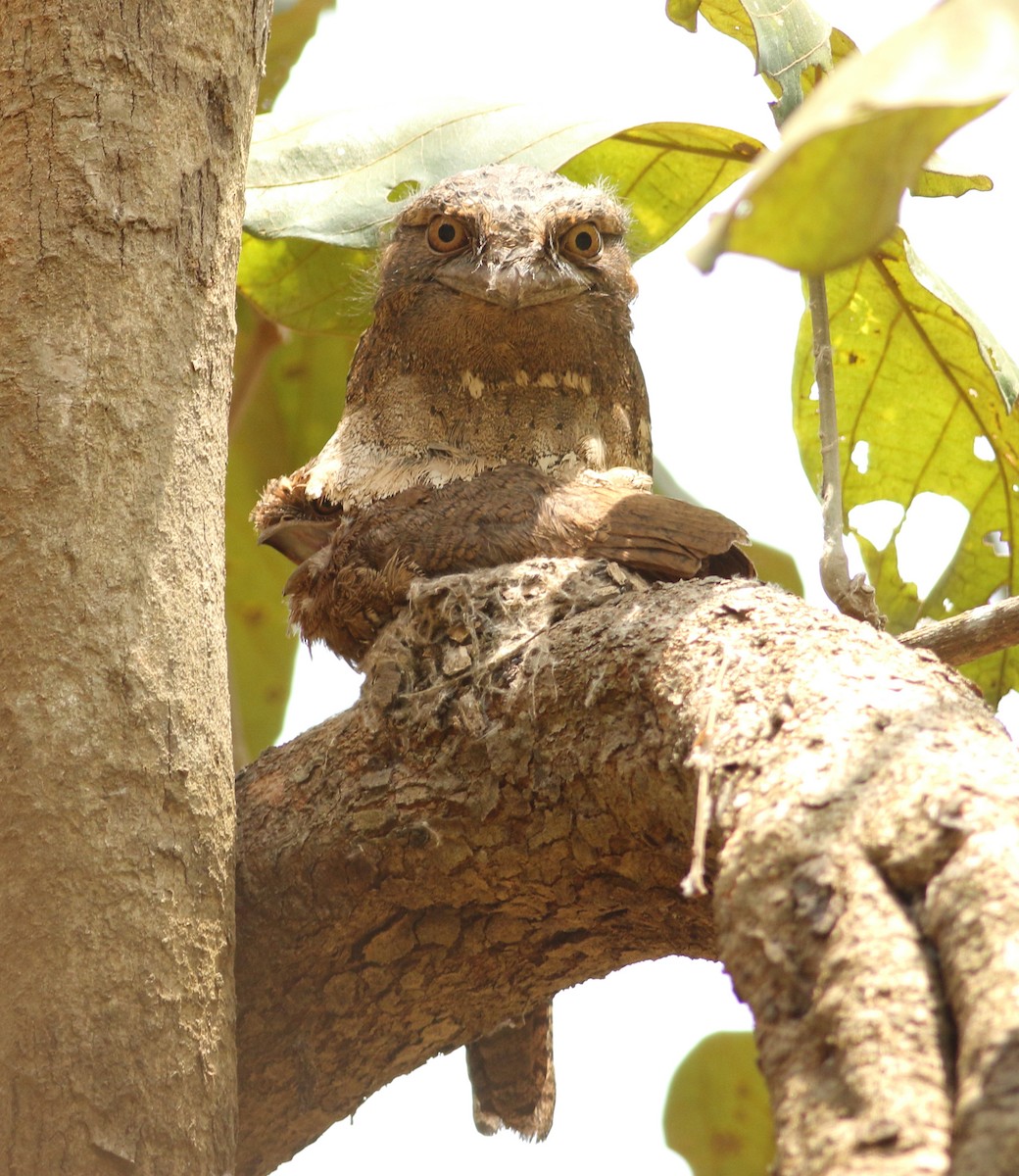Цейлонский лягушкорот - ML617290571