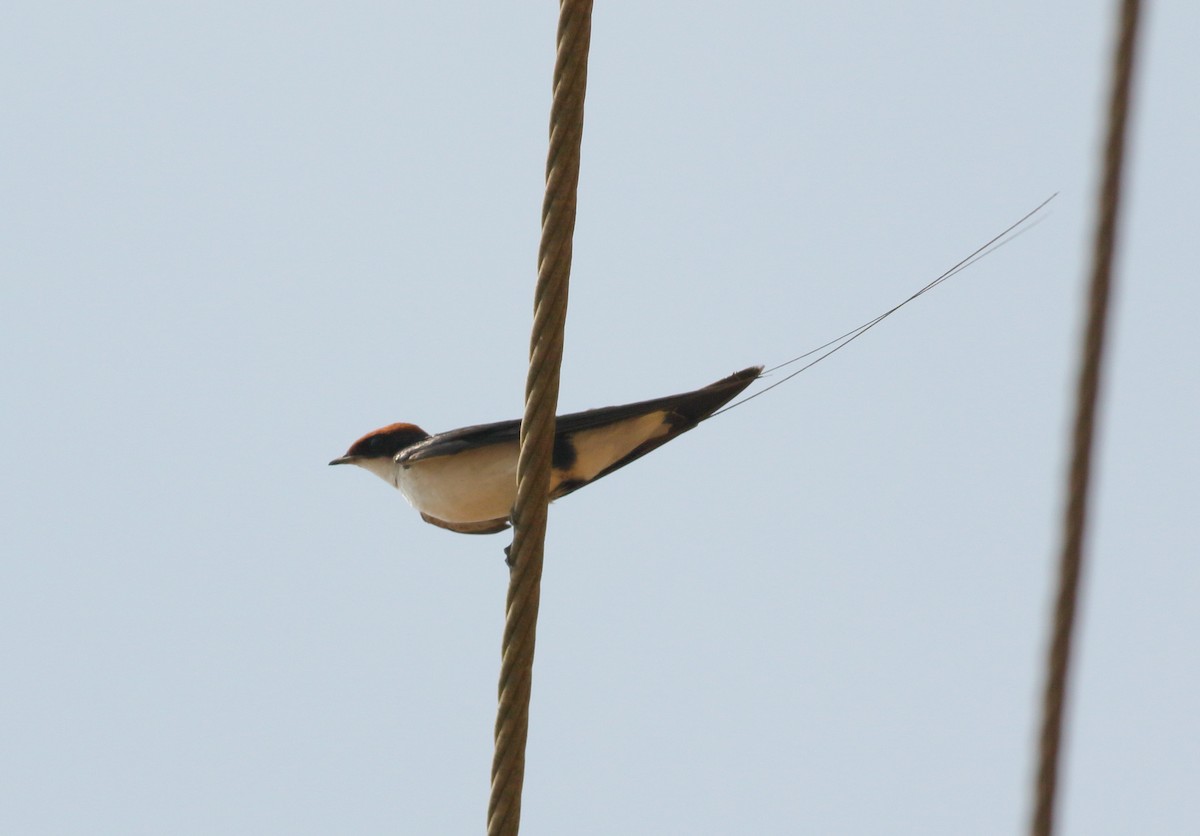 Wire-tailed Swallow - ML617290642