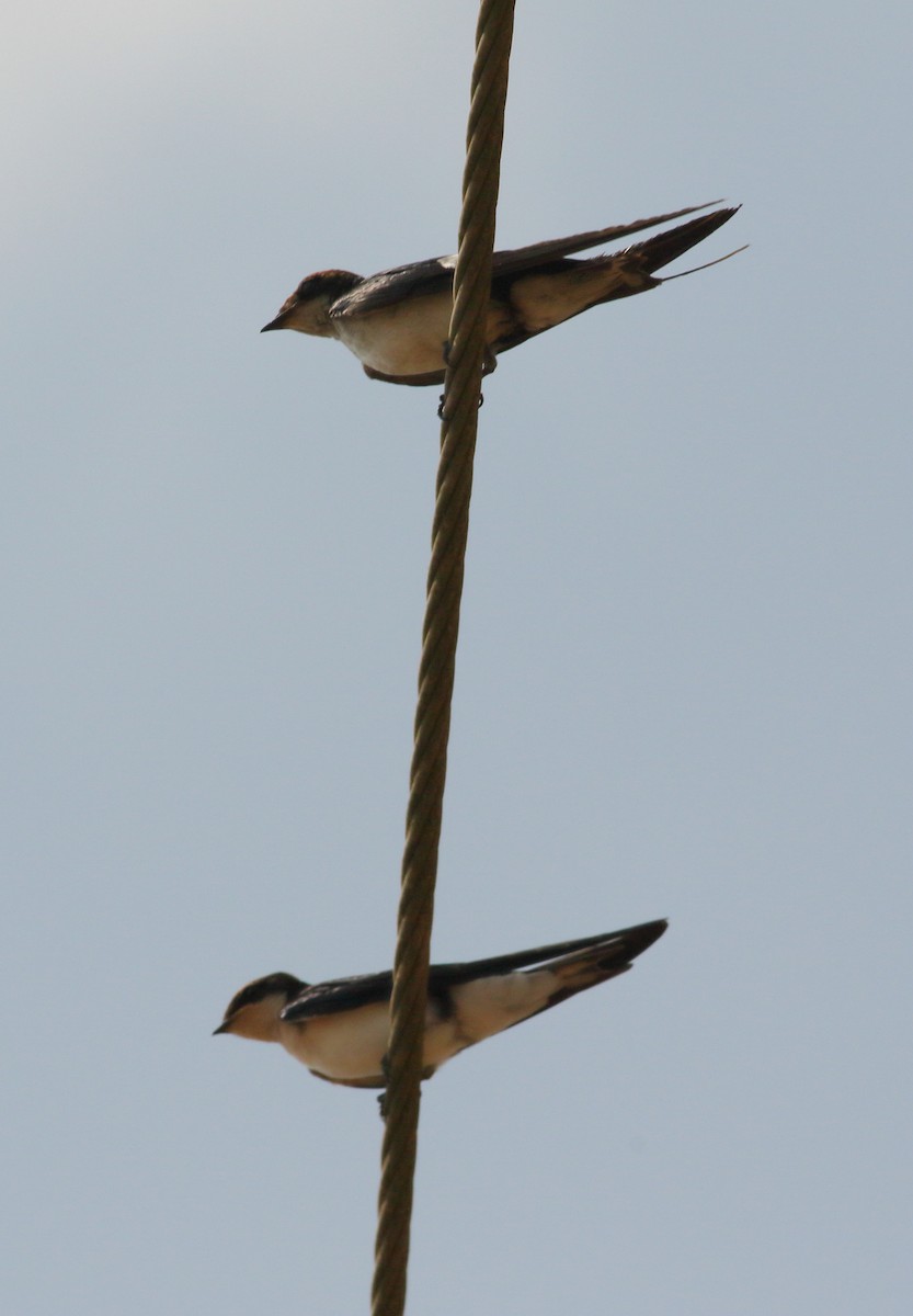 Wire-tailed Swallow - ML617290644